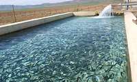 شش طرح کشاورزی شهرستان بم در هفته جهاد کشاورزی به بهره برداری می رسد